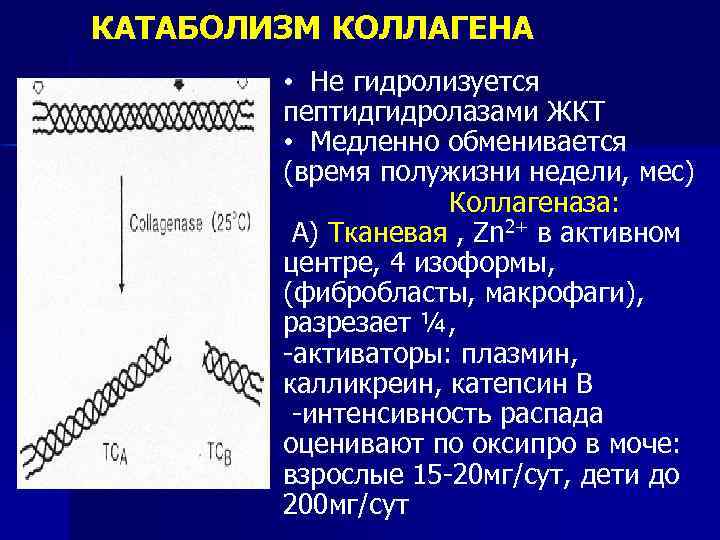 Катаболизм эластина схема