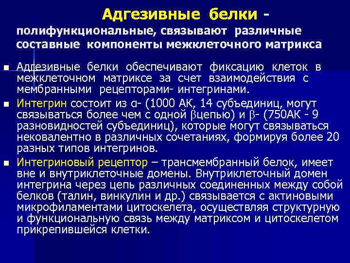 Адгезивные белки - полифункциональные, связывают различные составные компоненты межклеточного матрикса n n n Адгезивные
