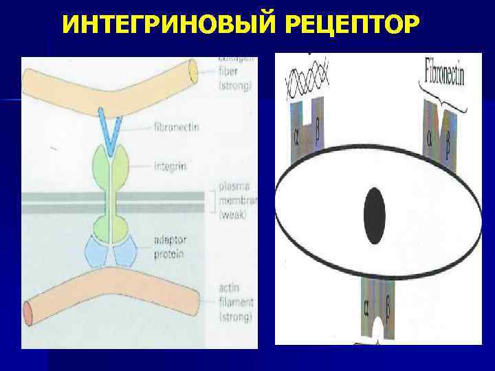 ИНТЕГРИНОВЫЙ РЕЦЕПТОР 