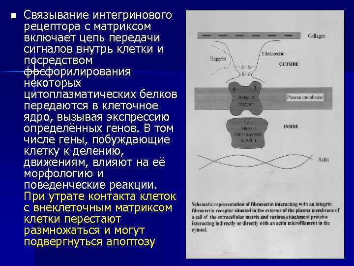 n Связывание интегринового рецептора с матриксом включает цепь передачи сигналов внутрь клетки и посредством