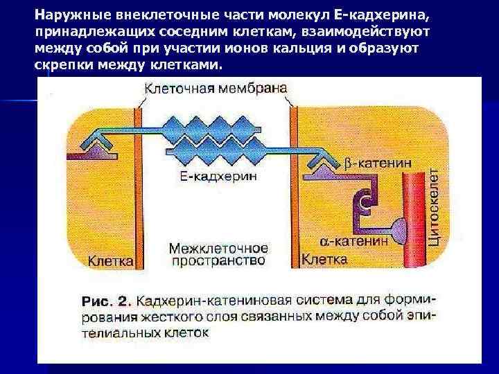 Наружные внеклеточные части молекул Е-кадхерина, принадлежащих соседним клеткам, взаимодействуют между собой при участии ионов