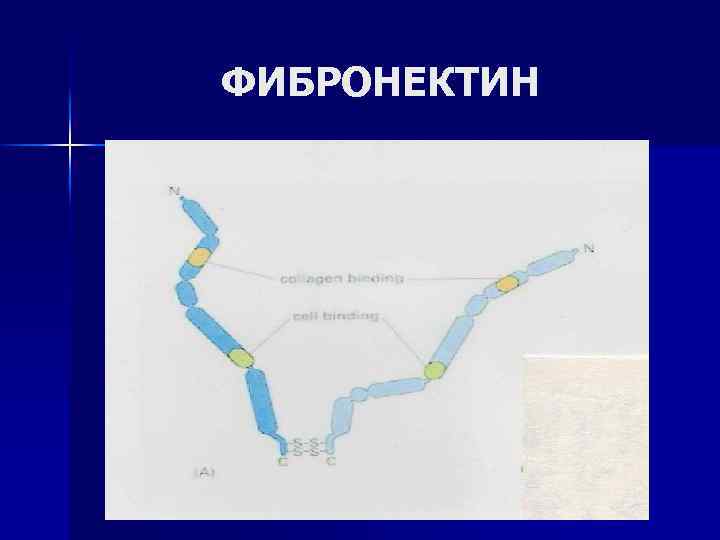 ФИБРОНЕКТИН 