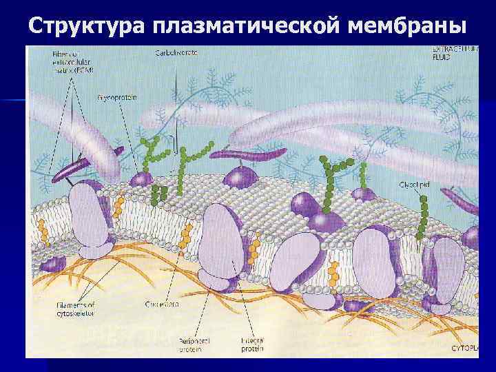 Структура плазматической мембраны 