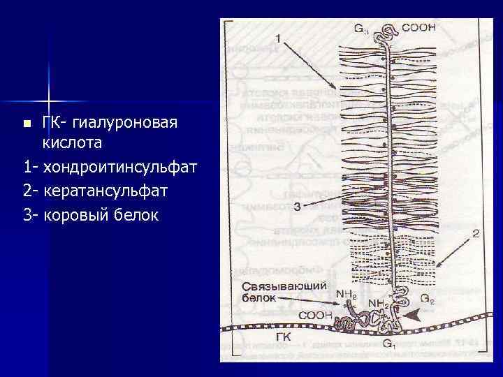 ГК- гиалуроновая кислота 1 - хондроитинсульфат 2 - кератансульфат 3 - коровый белок n