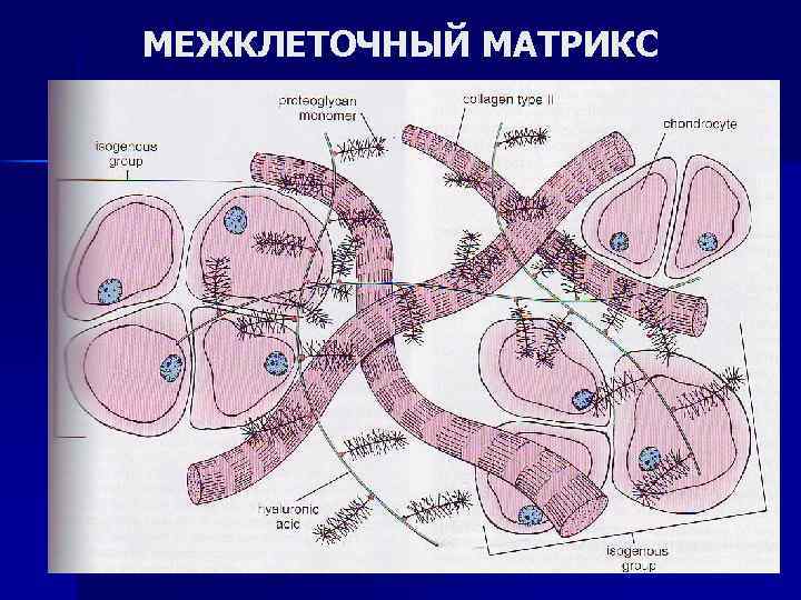 Схемы матрикс окрашивания