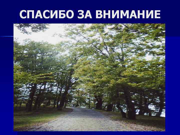 СПАСИБО ЗА ВНИМАНИЕ 