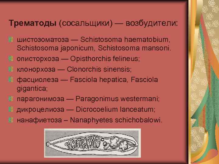 Трематоды (сосальщики) — возбудители: шистозоматозa — Schistosoma haematobium, Schistosoma japonicum, Schistosoma mansoni. описторхоза —