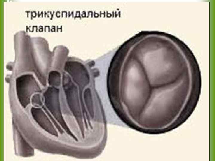 Недостаточность двухстворчатого клапана. Митральный клапан и трехстворчатый клапан. Трикуспидальный клапан сердца. Трехстворчатый клапан сердца. Дисплазия трикуспидального клапана.