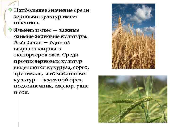  Наибольшее значение среди зерновых культур имеет пшеница. Ячмень и овес — важные озимые