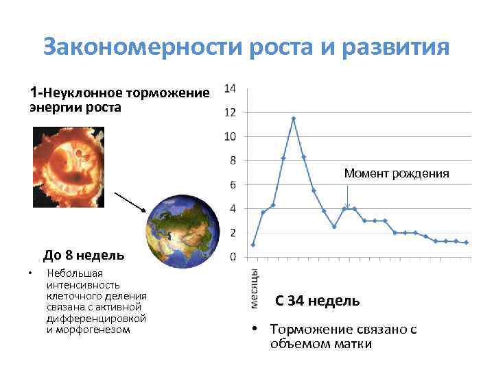 Закономерности роста и развития 1 -Неуклонное торможение энергии роста Момент рождения До 8 недель