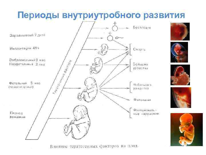 Периоды внутриутробного развития 