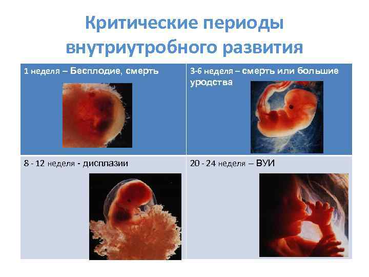 Критические периоды внутриутробного развития 1 неделя – Бесплодие, смерть 3 -6 неделя – смерть