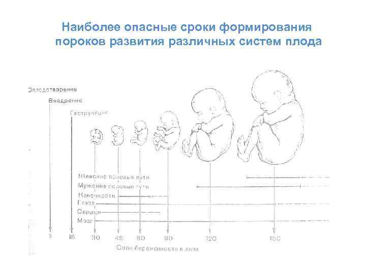 Время формирования. Сроки формирования пороков развития. Период максимального формирования врожденных пороков. Сроки формирования врожденных пороков. Наиболее опасные периоды беременности.