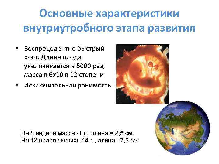 Основные характеристики внутриутробного этапа развития • Беспрецедентно быстрый рост. Длина плода увеличивается в 5000