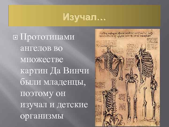 Изучал… Прототипами ангелов во множестве картин Да Винчи были младенцы, поэтому он изучал и