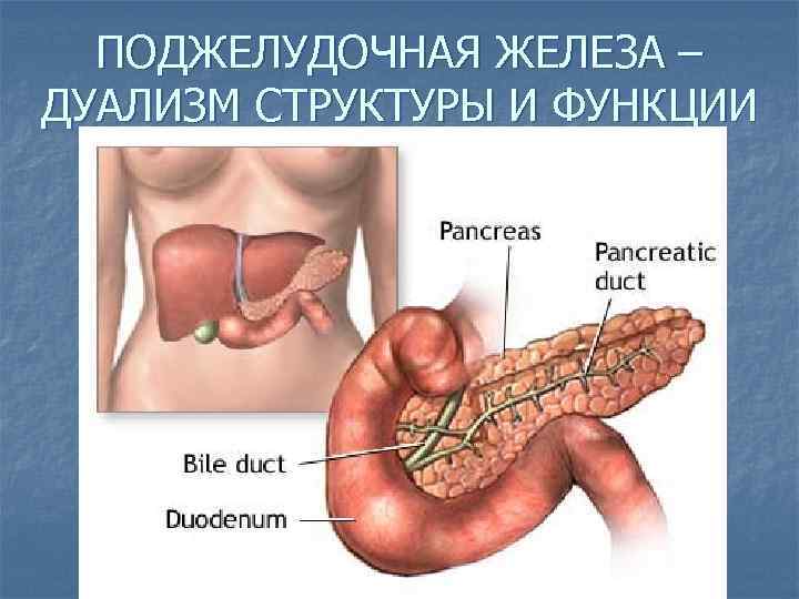 ПОДЖЕЛУДОЧНАЯ ЖЕЛЕЗА – ДУАЛИЗМ СТРУКТУРЫ И ФУНКЦИИ 