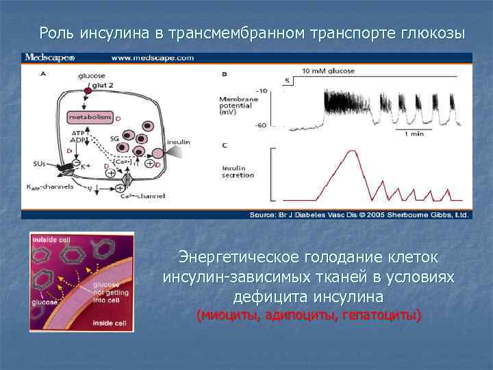 Роль инсулина в трансмембранном транспорте глюкозы Энергетическое голодание клеток инсулин-зависимых тканей в условиях дефицита