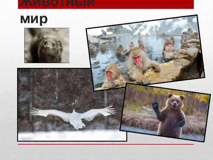 Животный мир 