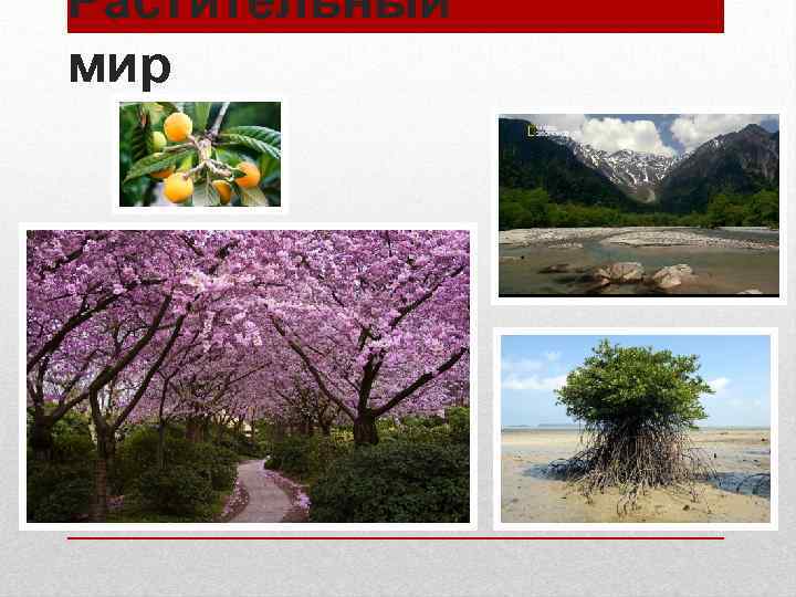 Растительный мир 