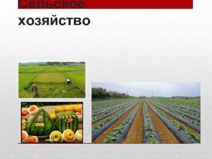 Сельское хозяйство 