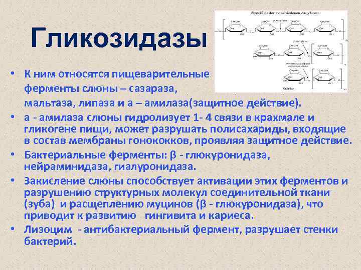 Список ферментов которые содержатся в слюне. Гликозидазы. Ферменты гликозидазы. Гликозидазы слюны. Биохимия слюны.