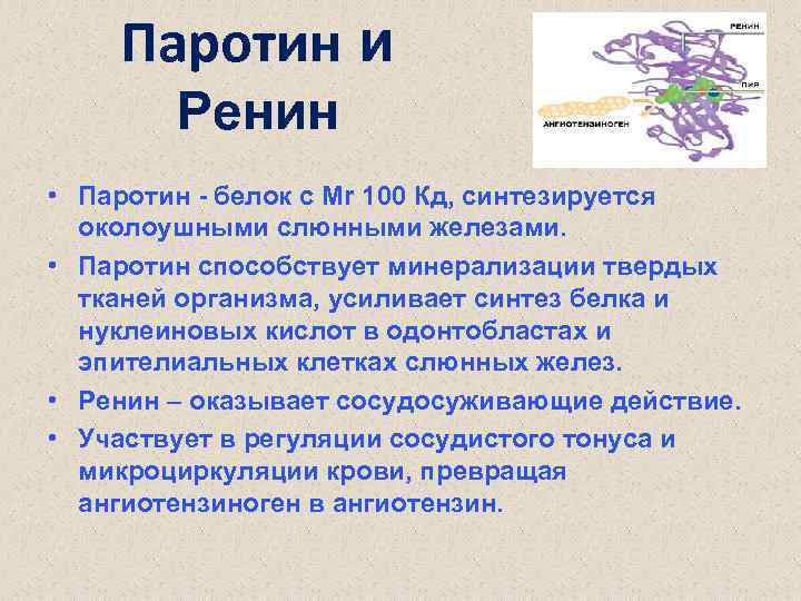 Паротин и Ренин • Паротин - белок с Mr 100 Кд, синтезируется околоушными слюнными