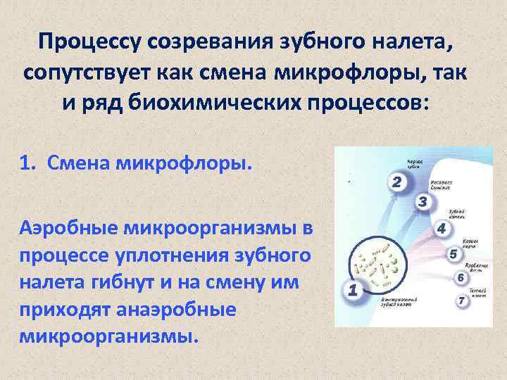 Процессу созревания зубного налета, сопутствует как смена микрофлоры, так и ряд биохимических процессов: 1.