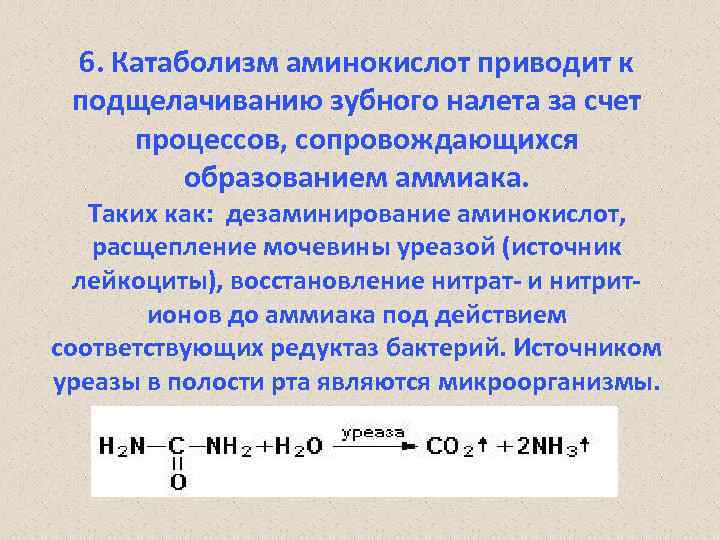 6. Катаболизм аминокислот приводит к подщелачиванию зубного налета за счет процессов, сопровождающихся образованием аммиака.