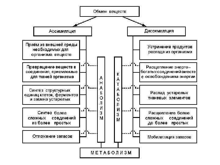 Ассимиляция кратко и понятно. Обмен веществ ассимиляция и диссимиляция таблица. Процессы обмена веществ ассимиляция и диссимиляция. Начальные продукты процесса ассимиляции и диссимиляции. Энергетический обмен ассимиляция и диссимиляция.