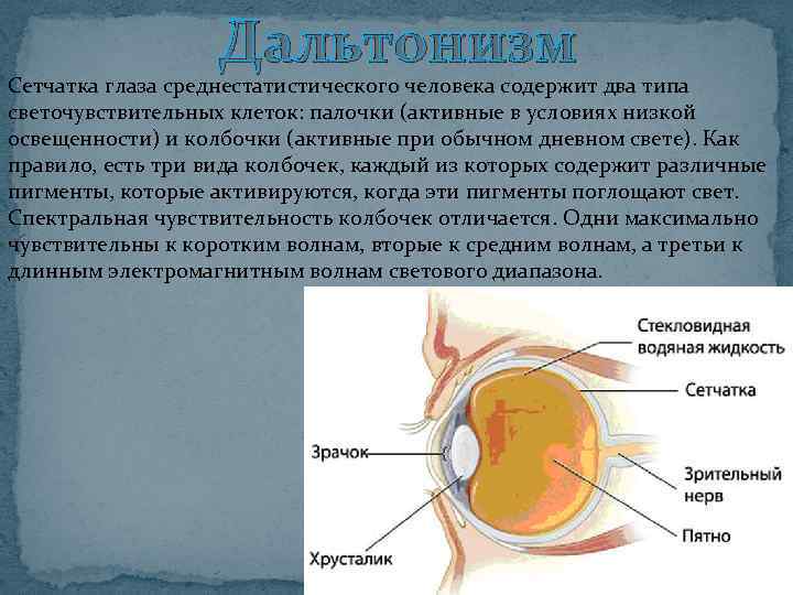 Дальтонизм Сетчатка глаза среднестатистического человека содержит два типа светочувствительных клеток: палочки (активные в условиях