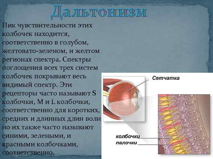 Дальтонизм Пик чувствительности этих колбочек находится, соответственно в голубом, желтовато-зеленом, и желтом регионах спектра.