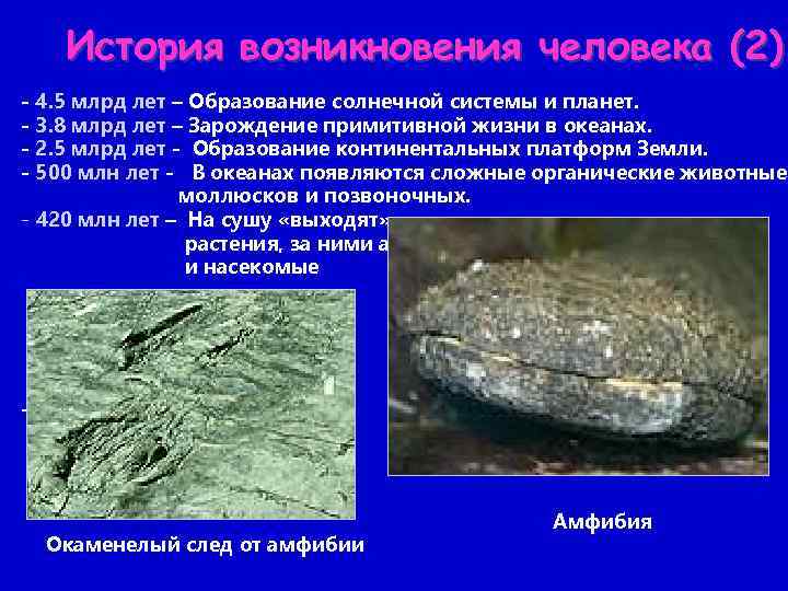 История возникновения человека (2) - 4. 5 млрд лет – Образование солнечной системы и