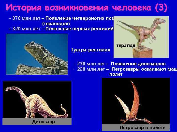 История возникновения человека (3) - 370 млн лет – Появление четвероногих позвоночных (тераподов) -
