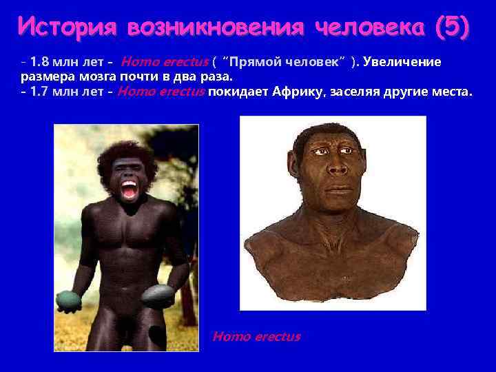 История возникновения человека (5) - 1. 8 млн лет - Homo erectus (“Прямой человек”).