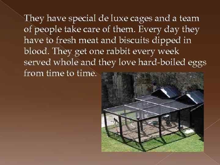 They have special de luxe cages and a team of people take care of