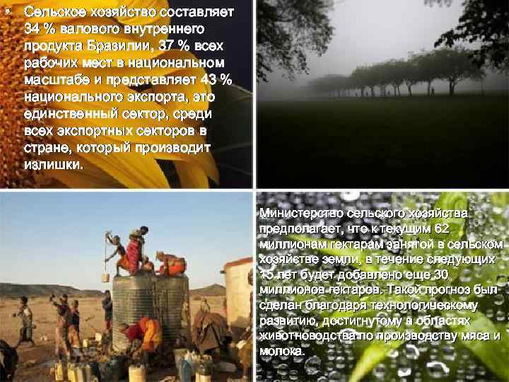  • Сельское хозяйство составляет 34 % валового внутреннего продукта Бразилии, 37 % всех