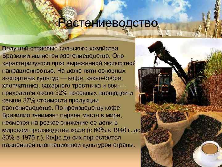 Растениеводство Ведущей отраслью сельского хозяйства Бразилии является растениеводство. Оно характеризуется ярко выраженной экспортной направленностью.