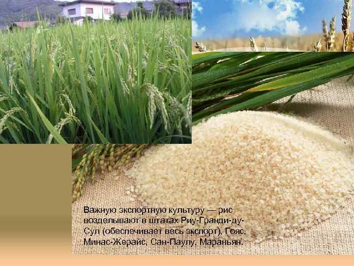 Важную экспортную культуру — рис возделывают в штатах Риу-Гранди-ду. Сул (обеспечивает весь экспорт), Гояс,