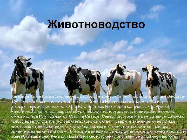 Животноводство Развивается на базе естественных пастбищ в южной степной части штата Риу-Гранди-ду -Сул, в
