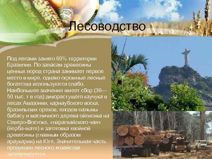 Лесоводство Под лесами занято 60% территории Бразилии. По запасам древесины ценных пород страна занимает