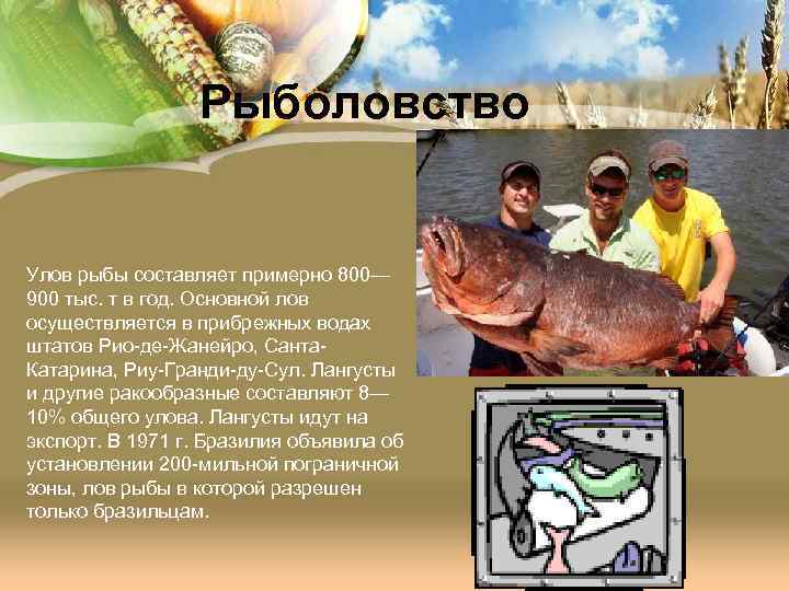 Рыболовство Улов рыбы составляет примерно 800— 900 тыс. т в год. Основной лов осуществляется