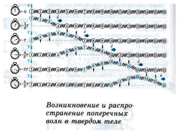 На рисунке изображена поперечная волна бегущая по веревочному шнуру скорость волны v