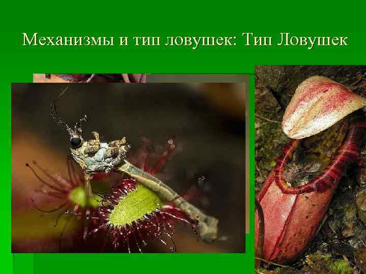 Механизмы и тип ловушек: Тип Ловушек 