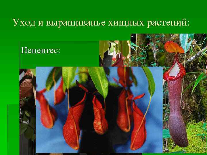 Уход и выращиванье хищных растений: Непентес: 