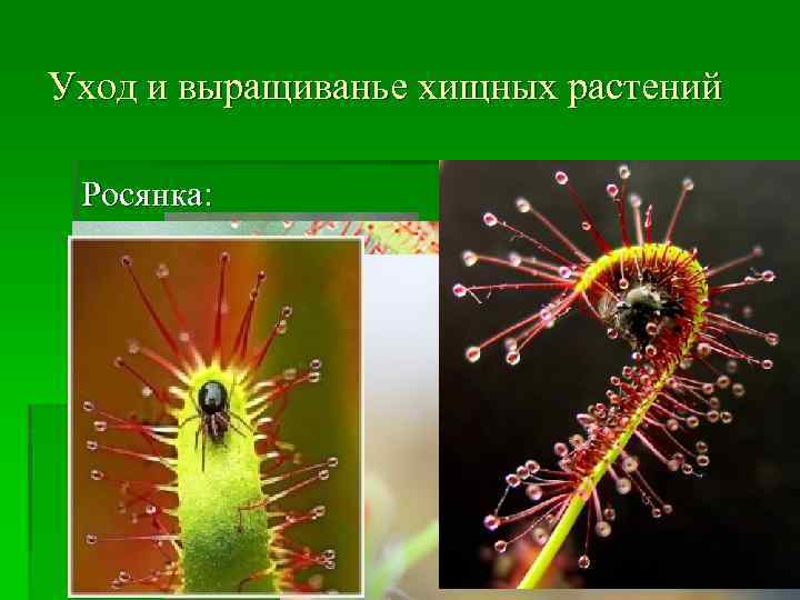 Уход и выращиванье хищных растений Росянка: 