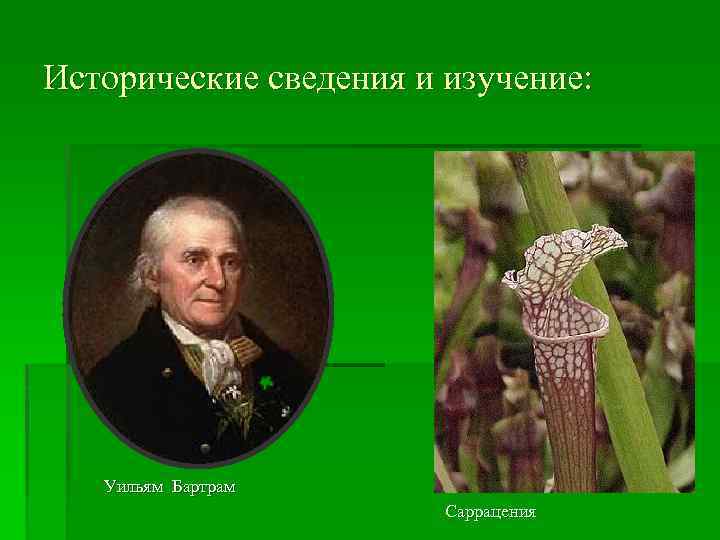 Исторические сведения и изучение: Уильям Бартрам Саррацения 