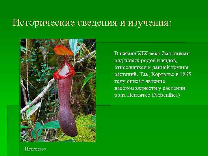 Исторические сведения и изучения: В начале XIX века был описан ряд новых родов и