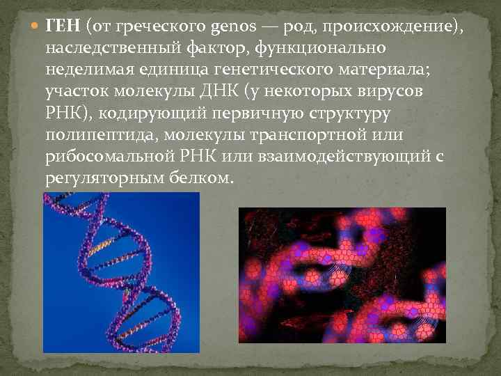 Гены кодирующие рнк