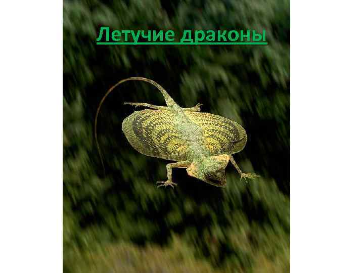 Летучие драконы 