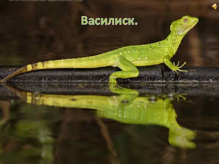 Василиск. 